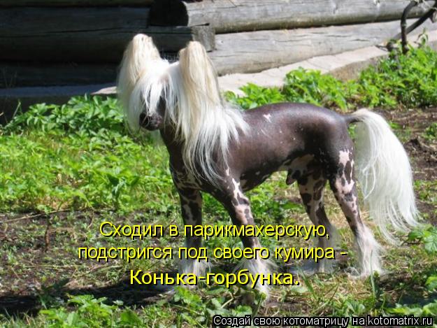 Котоматрица: Сходил в парикмахерскую, подстригся под своего кумира - Конька-горбунка.