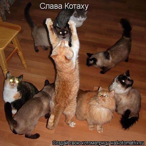 Котоматрица: Слава Котаху