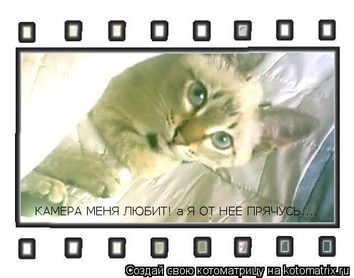КАМЕРА МЕНЯ ЛЮБИТ! а Я ОТ НЕЕ ПРЯЧУСЬ....... Котоматрица: КАМЕРА МЕНЯ ЛЮБИТ! а Я ОТ НЕЕ ПРЯЧУСЬ....