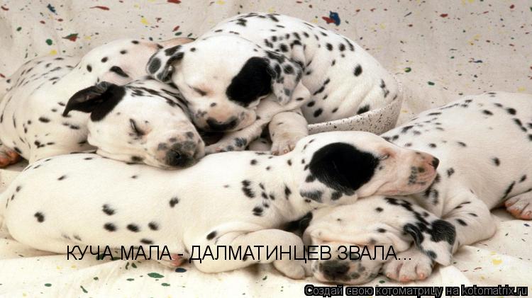 КУЧА МАЛА - ДАЛМАТИНЦЕВ ЗВАЛА...... Котоматрица: КУЧА МАЛА - ДАЛМАТИНЦЕВ ЗВАЛА...