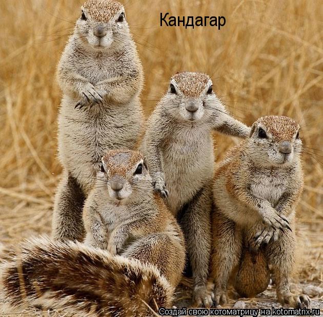 Кандагар... Котоматрица: Кандагар