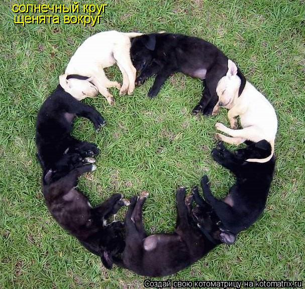 солнечный круг щенята вокруг... Котоматрица: солнечный круг щенята вокруг