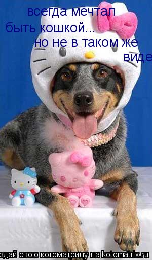 всегда мечтал быть кошкой... но не в таком же виде... Котоматрица: всегда мечтал быть кошкой... но не в таком же виде