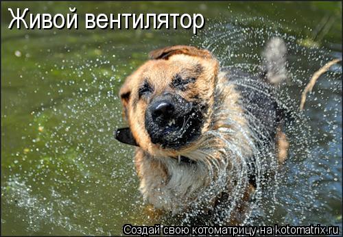 Живой вентилятор... Котоматрица: Живой вентилятор