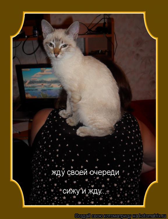 жду своей очереди сижу и жду....... Котоматрица: жду своей очереди сижу и жду....