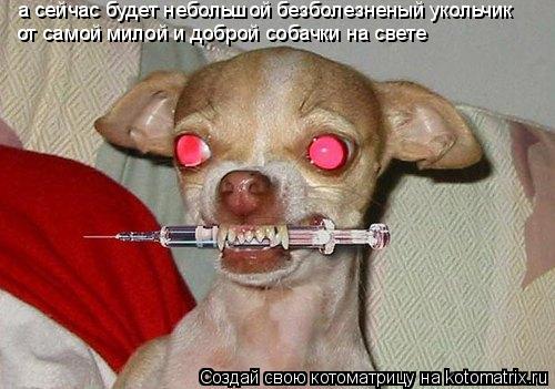 а сейчас будет небольшой безболезненый укольчик от самой милой и доброй собачки на свете... Котоматрица: а сейчас будет небольшой безболезненый укольчик от самой милой и доброй собачки на свете
