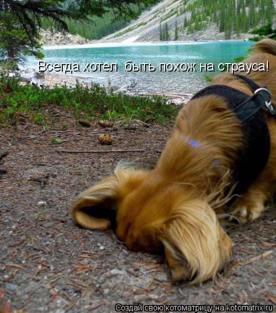 Всегда хотел быть похож на страуса!... Котоматрица: Всегда хотел быть похож на страуса!