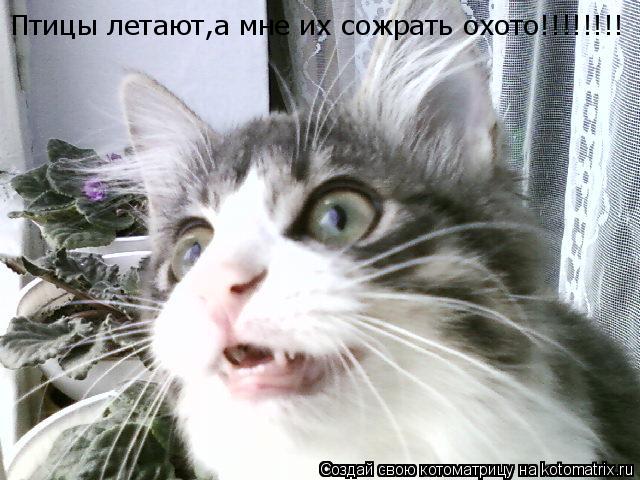 Птицы летают,а мне их сожрать охото!!!!!!!!... Котоматрица: Птицы летают,а мне их сожрать охото!!!!!!!!