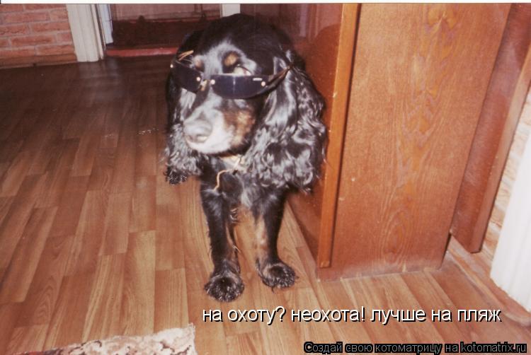 на охоту? неохота! лучше на пляж... Котоматрица: на охоту? неохота! лучше на пляж