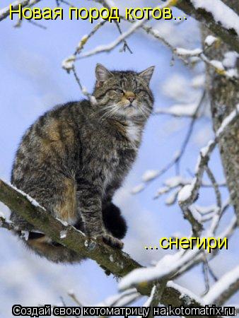 Новая пород котов... ...снегири... Котоматрица: Новая пород котов... ...снегири