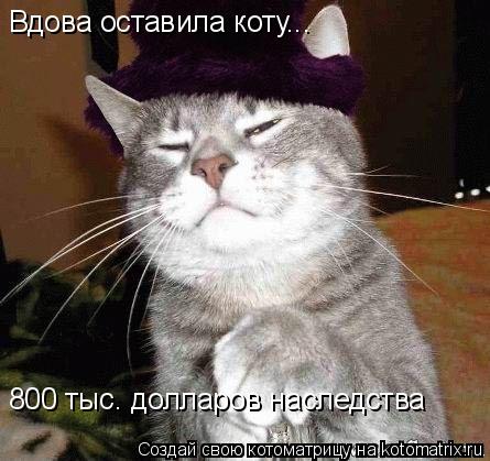 Вдова оставила коту... 800 тыс. долларов наследства... Котоматрица: Вдова оставила коту... 800 тыс. долларов наследства