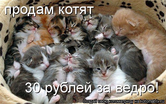 продам котят 30 рублей за ведро!... Котоматрица: продам котят 30 рублей за ведро!