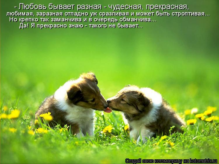 - Любовь бывает разная - чудесная, прекрасная, любимая, заразная отпадно уж сразливая и может быть ст... Котоматрица: - Любовь бывает разная - чудесная, прекрасная, любимая, заразная отпадно уж сразливая и может быть строптивая... Но крепко так заманчива и в о