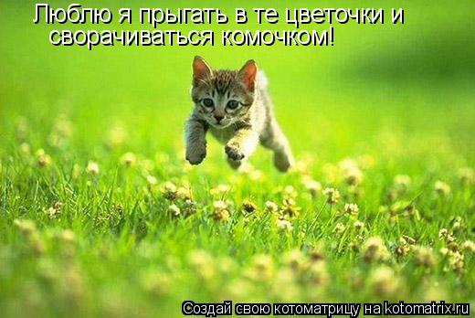 Люблю я прыгать в те цветочки и сворачиваться комочком!... Котоматрица: Люблю я прыгать в те цветочки и сворачиваться комочком!