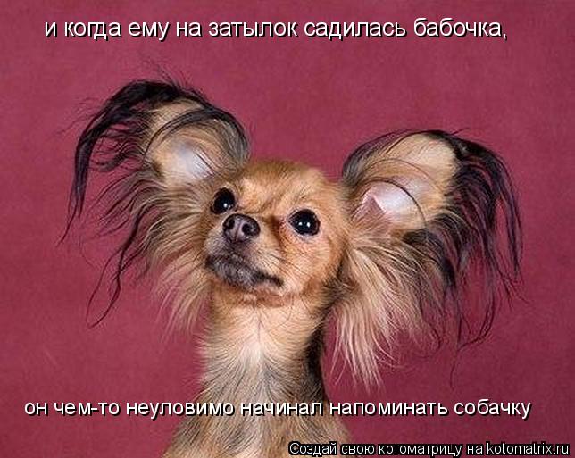 и когда ему на затылок садилась бабочка, он чем-то неуловимо начинал напоминать собачку... Котоматрица: и когда ему на затылок садилась бабочка, он чем-то неуловимо начинал напоминать собачку