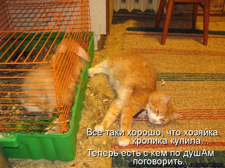 Все таки хорошо, что хозяйка кролика купила... Теперь есть с кем по душАм поговорить...... Котоматрица: Все таки хорошо, что хозяйка кролика купила... Теперь есть с кем по душАм поговорить...