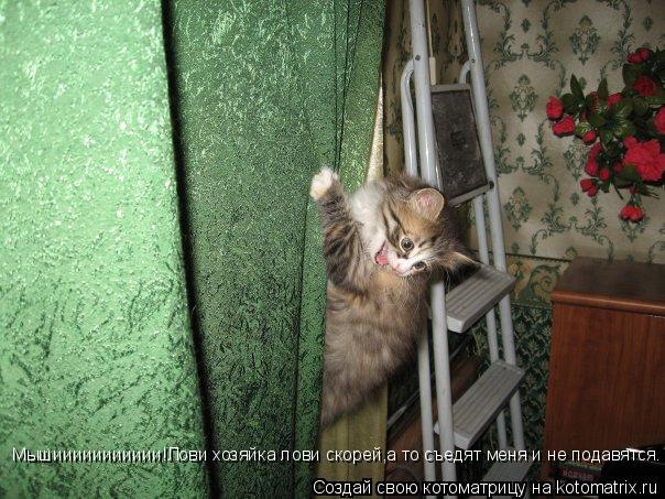 Мышиииииииииии!Лови хозяйка лови скорей,а то съедят меня и не подавятся.... Котоматрица: Мышиииииииииии!Лови хозяйка лови скорей,а то съедят меня и не подавятся.