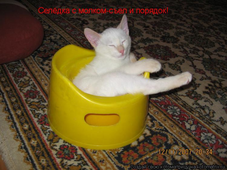 Котоматрица: Селёдка с молком-съел и порядок!