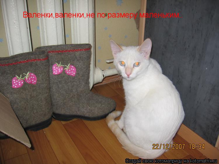 Валенки,валенки,не по размеру маленьким..... Котоматрица: Валенки,валенки,не по размеру маленьким..