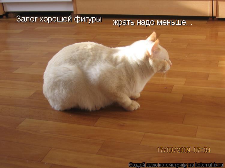 Залог хорошей фигуры жрать надо меньше...... Котоматрица: Залог хорошей фигуры жрать надо меньше...