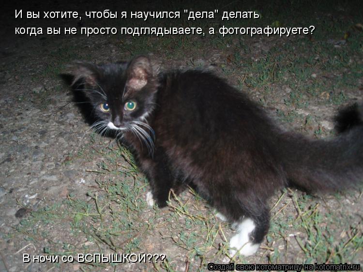 И вы хотите, чтобы я научился "дела" делать когда вы не просто подглядываете, а фотографируете? В ноч... Котоматрица: И вы хотите, чтобы я научился "дела" делать когда вы не просто подглядываете, а фотографируете? В ночи со ВСПЫШКОЙ???