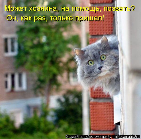 Может хозяина, на помощь, позвать? Он, как раз, только пришел!... Котоматрица: Может хозяина, на помощь, позвать? Он, как раз, только пришел!