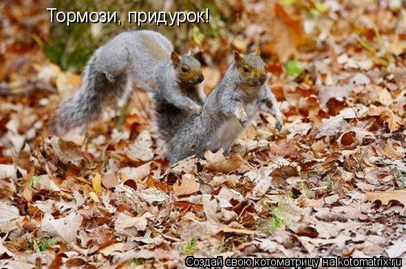 Тормози, придурок!... Котоматрица: Тормози, придурок!