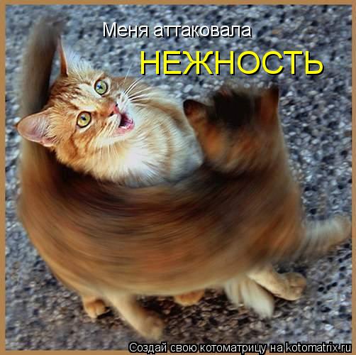 Меня аттаковала НЕЖНОСТЬ... Котоматрица: Меня аттаковала НЕЖНОСТЬ
