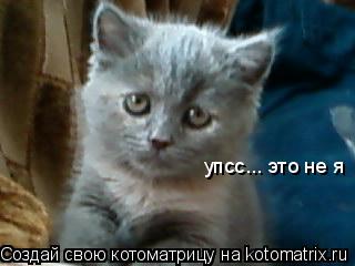 упсс... это не я... Котоматрица: упсс... это не я