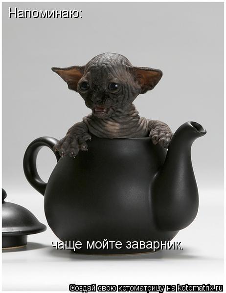 Напоминаю: чаще мойте заварник.... Котоматрица: Напоминаю: чаще мойте заварник.