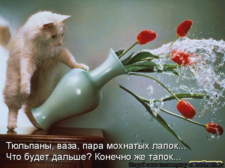 Тюльпаны, ваза, пара мохнатых лапок... Что будет дальше? Конечно же тапок...... Котоматрица: Тюльпаны, ваза, пара мохнатых лапок... Что будет дальше? Конечно же тапок...