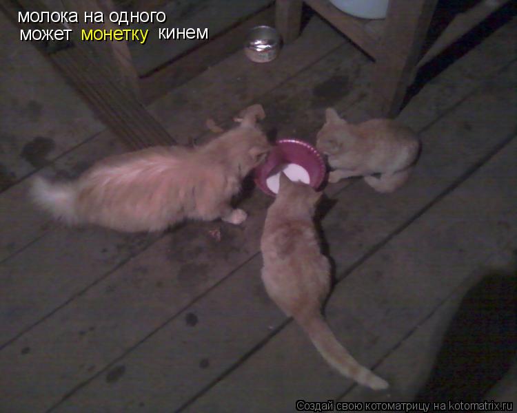 молока на одного может монетку кинем... Котоматрица: молока на одного может монетку кинем