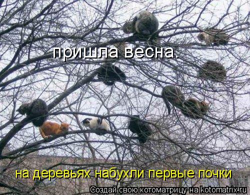 пришла весна. на деревьях набухли первые почки... Котоматрица: пришла весна. на деревьях набухли первые почки