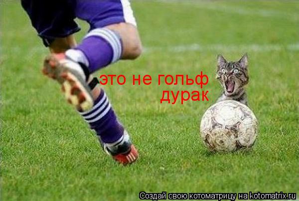 это не гольф дурак... Котоматрица: это не гольф дурак