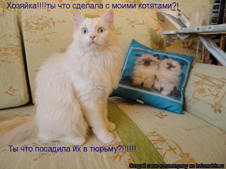 Хозяйка!!!!ты что сделала с моими котятами?! Ты что посадила их в тюрьму?!!!!!!... Котоматрица: Хозяйка!!!!ты что сделала с моими котятами?! Ты что посадила их в тюрьму?!!!!!!