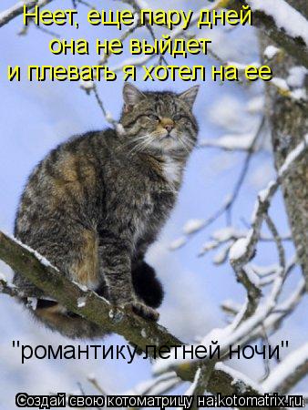 Неет, еще пару дней она не выйдет и плевать я хотел на ее "романтику летней ночи"... Котоматрица: Неет, еще пару дней она не выйдет и плевать я хотел на ее "романтику летней ночи"