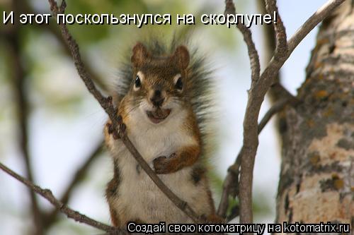 И этот поскользнулся на скорлупе!... Котоматрица: И этот поскользнулся на скорлупе!