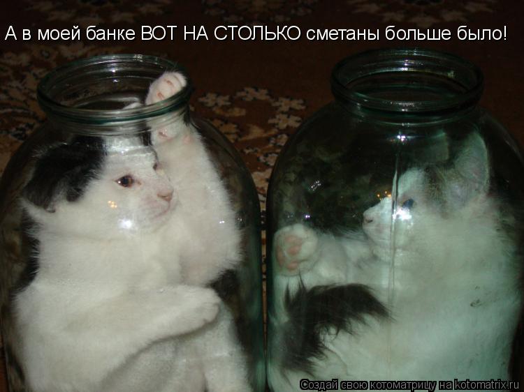 А в моей банке ВОТ НА СТОЛЬКО сметаны больше было!... Котоматрица: А в моей банке ВОТ НА СТОЛЬКО сметаны больше было!