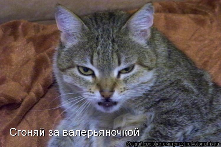 Сгоняй за валерьяночкой... Котоматрица: Сгоняй за валерьяночкой