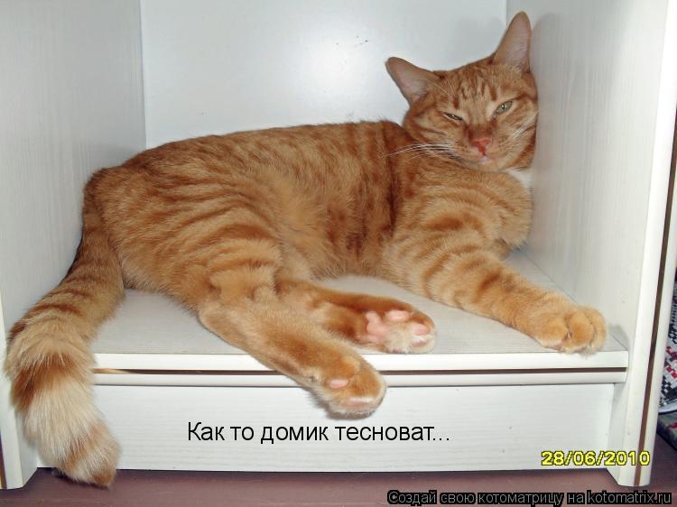 Как то домик тесноват...... Котоматрица: Как то домик тесноват...