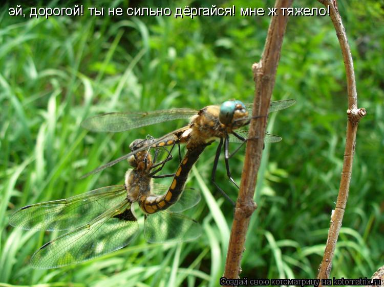 эй, дорогой! ты не сильно дёргайся! мне ж тяжело!... Котоматрица: эй, дорогой! ты не сильно дёргайся! мне ж тяжело!