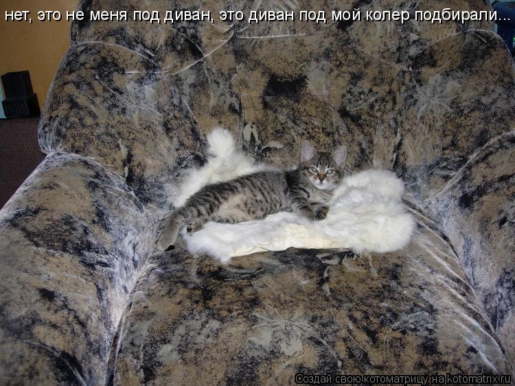 нет, это не меня под диван, это диван под мой колер подбирали...... Котоматрица: нет, это не меня под диван, это диван под мой колер подбирали...