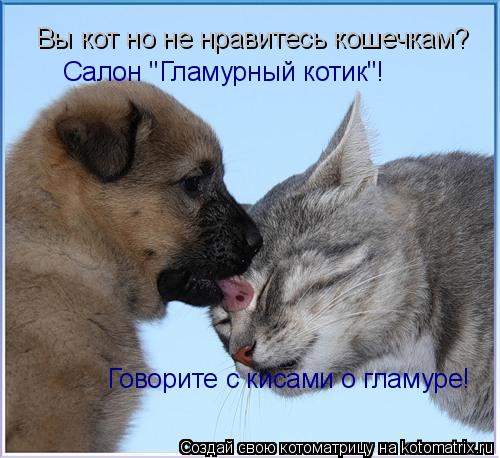 Вы кот но не нравитесь кошечкам? Салон "Гламурный котик"! Говорите с кисами о гламуре!... Котоматрица: Вы кот но не нравитесь кошечкам? Салон "Гламурный котик"! Говорите с кисами о гламуре!