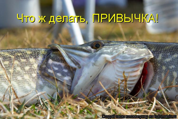 Что ж делать, ПРИВЫЧКА!... Котоматрица: Что ж делать, ПРИВЫЧКА!