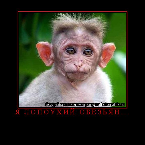 Я лопоухий обезьян... ... Котоматрица: Я лопоухий обезьян...
