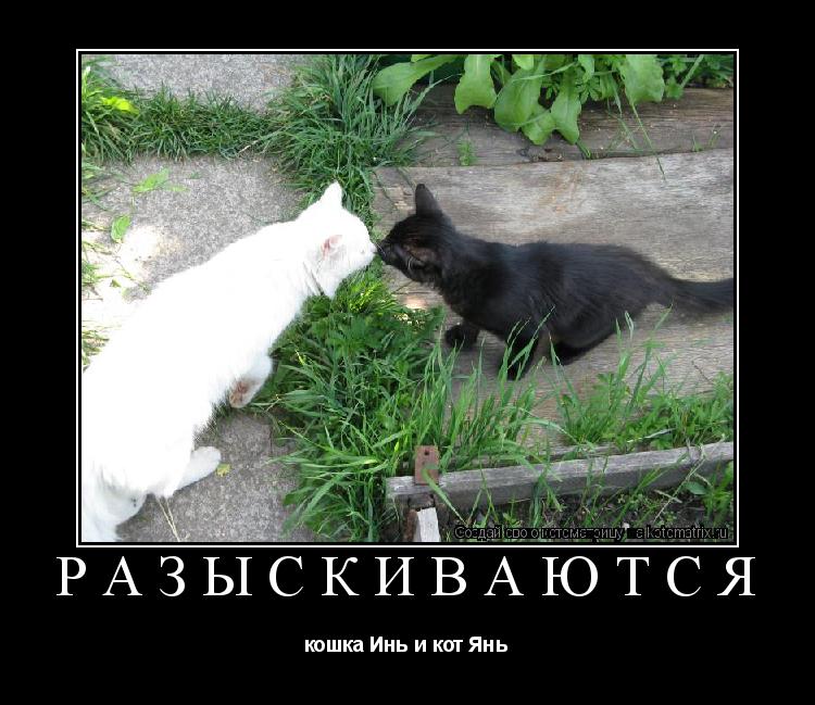 разыскиваются кошка Инь и кот Янь... Котоматрица: разыскиваются кошка Инь и кот Янь