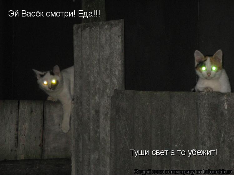 Эй Васёк смотри! Еда!!! Туши свет а то убежит!... Котоматрица: Эй Васёк смотри! Еда!!! Туши свет а то убежит!