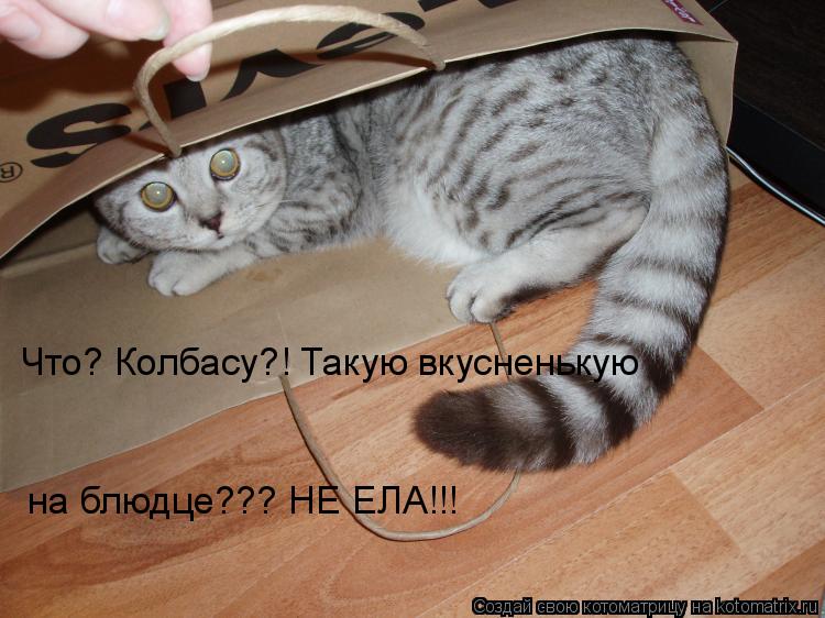 Что? Колбасу?! Такую вкусненькую на блюдце??? НЕ ЕЛА!!!... Котоматрица: Что? Колбасу?! Такую вкусненькую на блюдце??? НЕ ЕЛА!!!