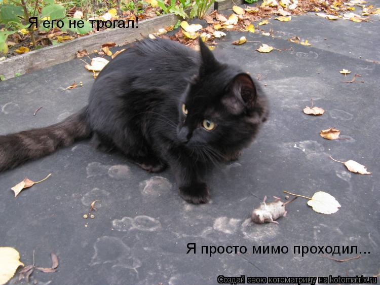 Я его не трогал! Я просто мимо проходил...... Котоматрица: Я его не трогал! Я просто мимо проходил...