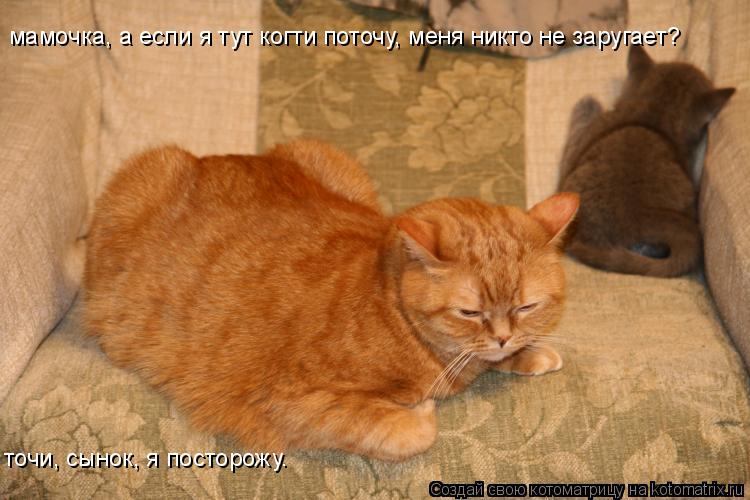 мамочка, а если я тут когти поточу, меня никто не заругает? точи, сынок, я посторожу.... Котоматрица: мамочка, а если я тут когти поточу, меня никто не заругает? точи, сынок, я посторожу.